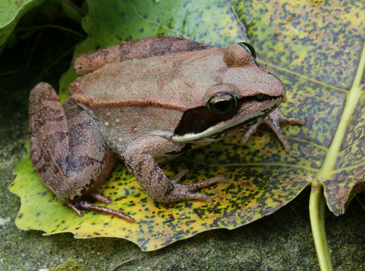 Wood Frog